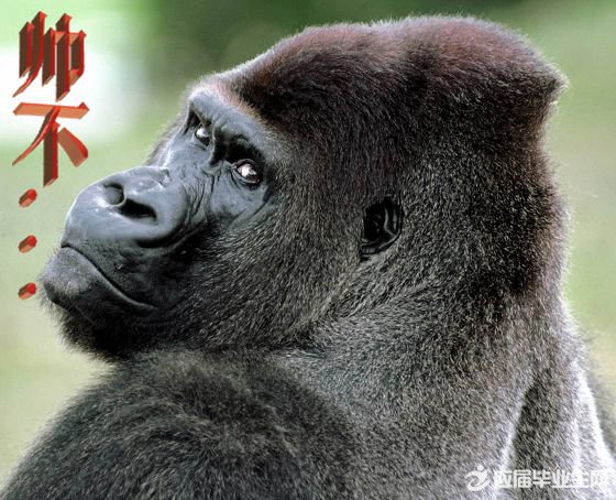 ��Ĭ��Ц���Ӵ�ȫ100��