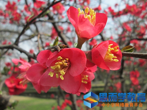 �߿�����ר�Ʒ�����Ԥ��